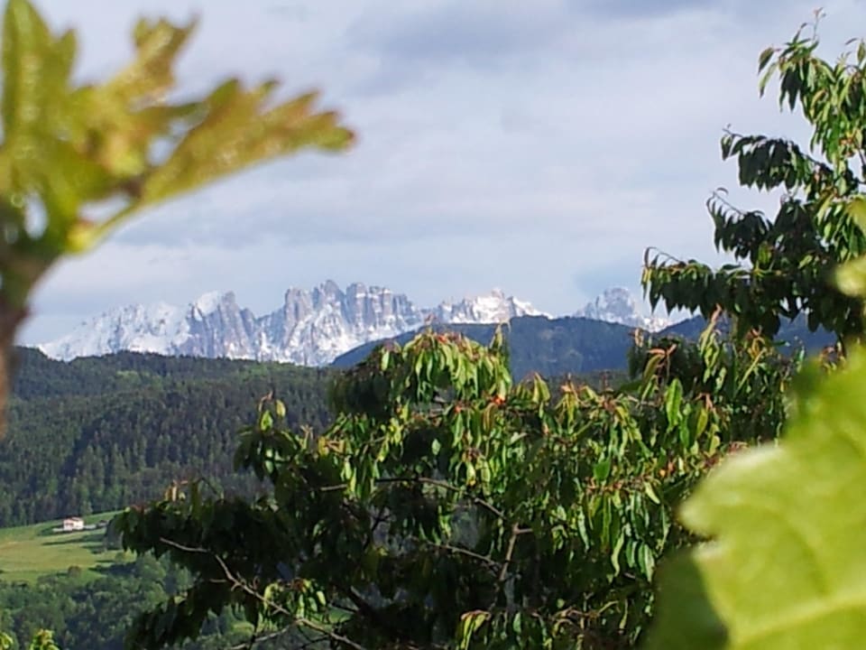 Fernblick durch die Weinreben Rielinger Hof