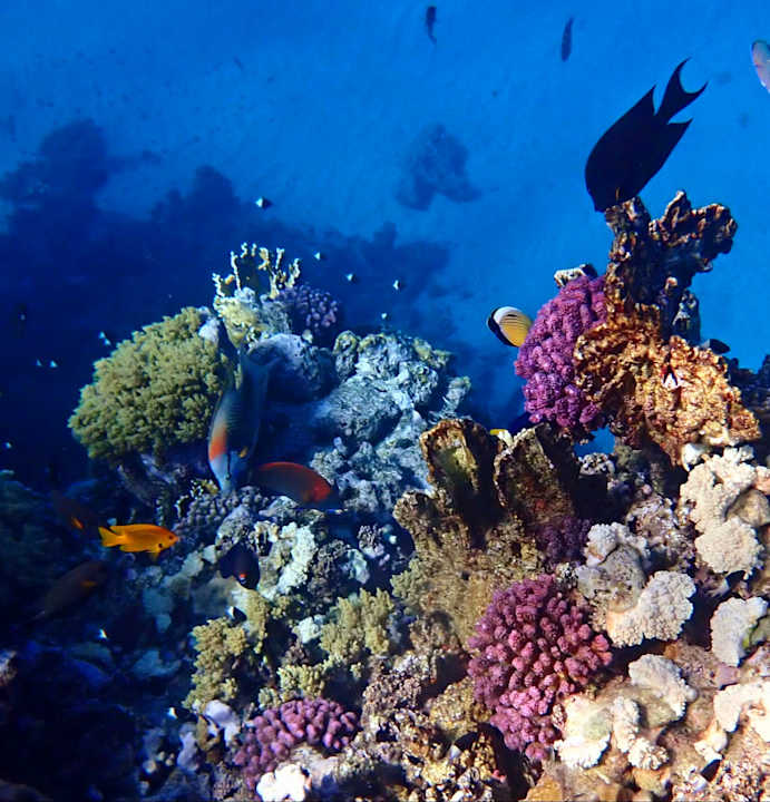 Strand Malikia Resort Abu Dabbab