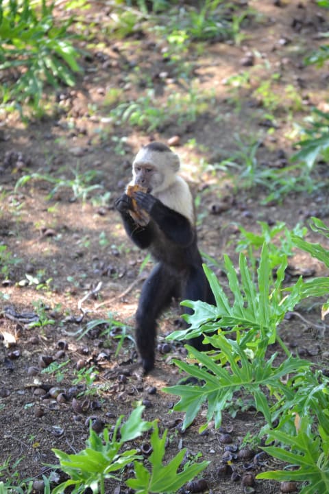 Mitbewohner Dreams Las Mareas Costa Rica