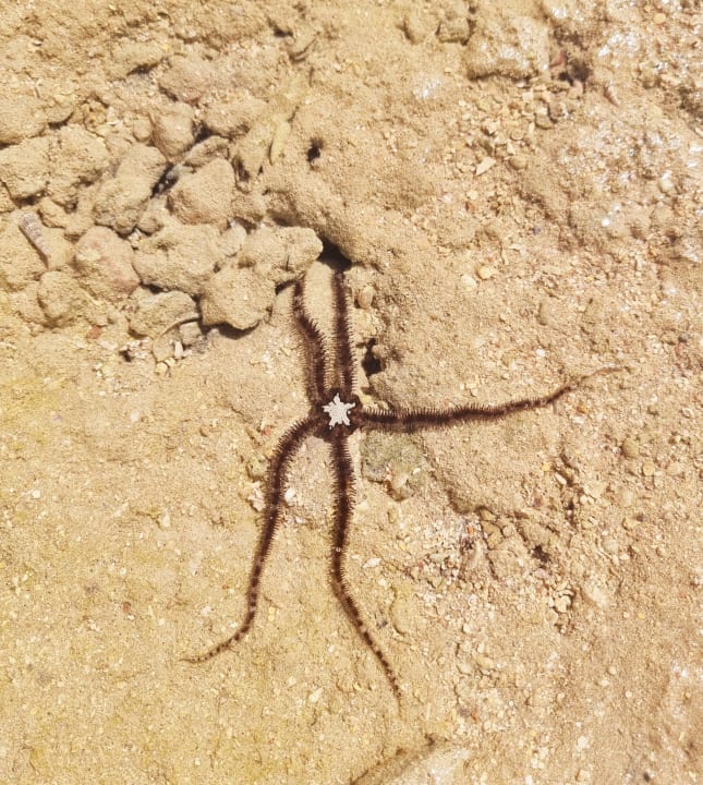 Strand Cleopatra Luxury Resort Makadi Bay