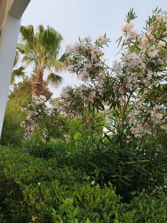 Ausblick Club Sidelya Hotel