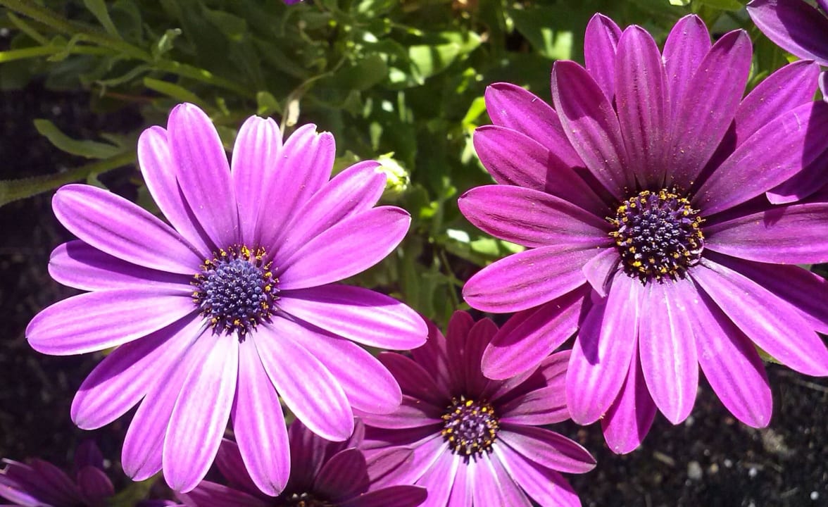 Blumenpracht A-VITA Viktoria Residenzen