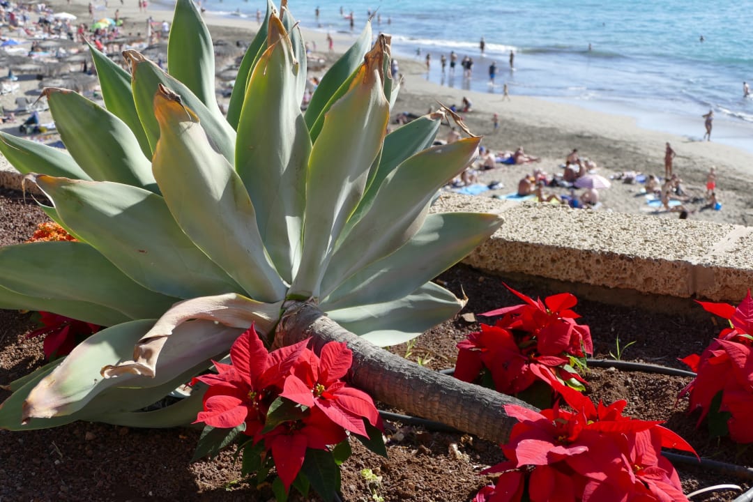 Weihnachtssterne Hotel Riu Palace Tenerife