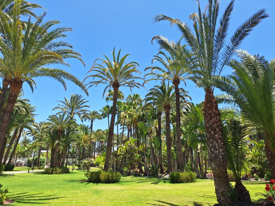 Gartenanlage Hotel Riu Palace Oasis