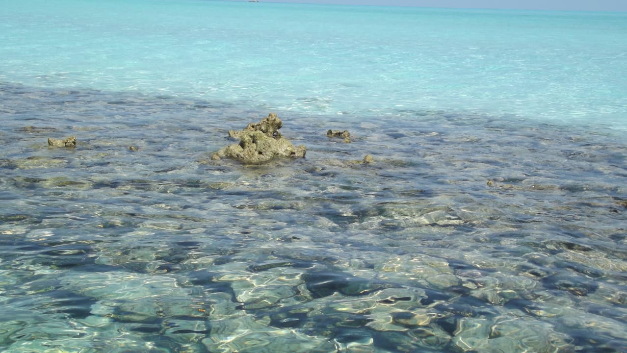 Bei Ebbe kommen die Steine aus dem Wasser! Meeru Maldives Resort Island