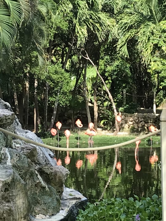 Gartenanlage Grand Palladium Select White Sand Resort & Spa