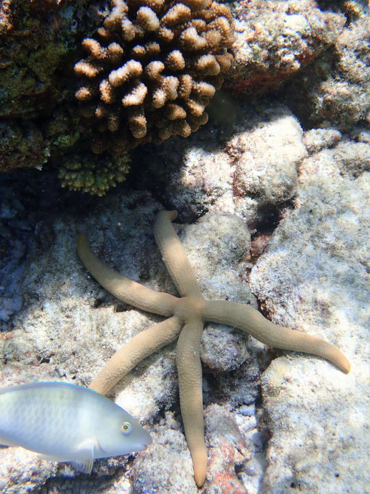 Sport & Freizeit Filitheyo Island Resort