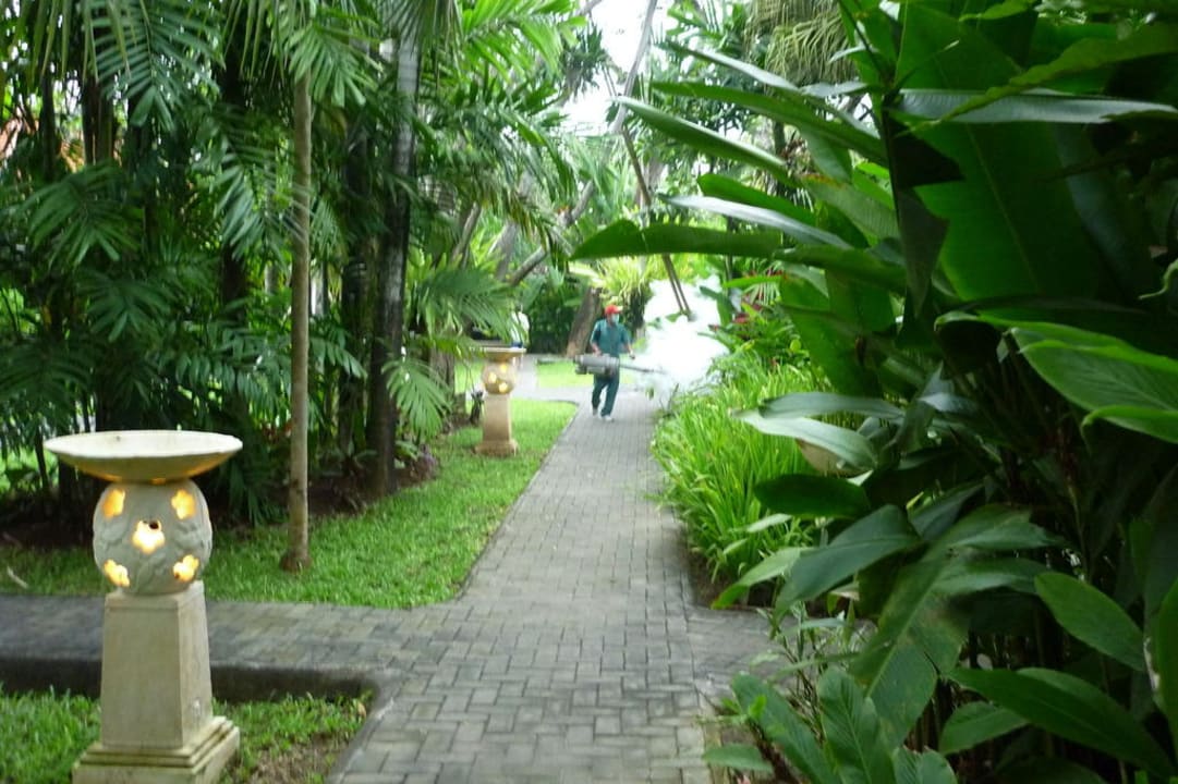 Insektenbekämpfung 3 mal wöchentlich Puri Santrian