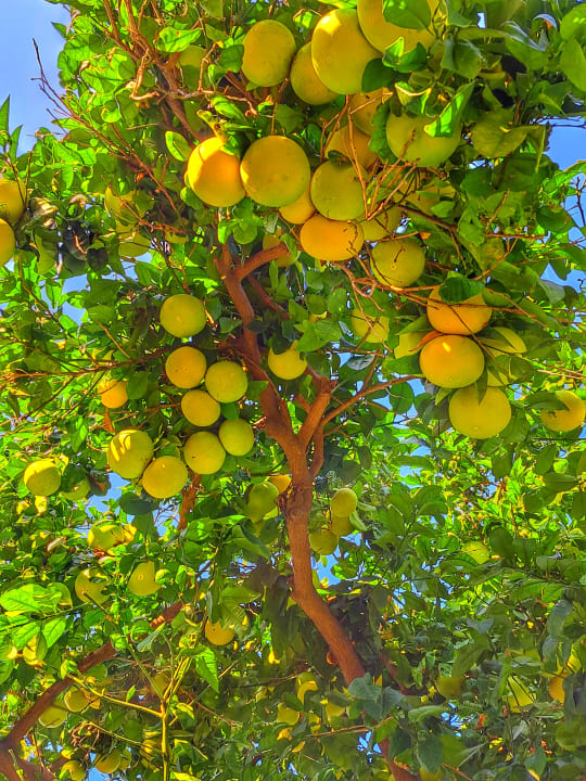 Gartenanlage Seher Kumköy Star Resort & Spa