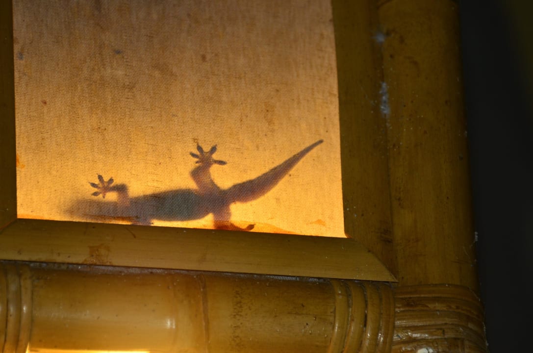 Gecko  Saraswati Holiday House