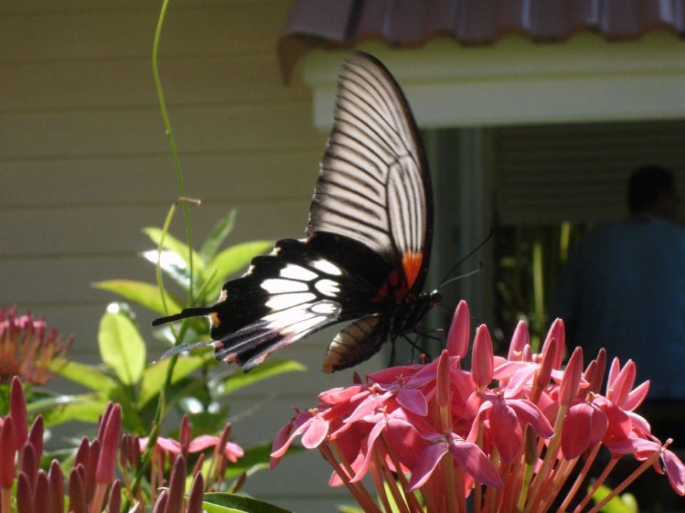 Schmetterling im Garten des Paradise Resort Koh Chang Paradise Resort & Spa