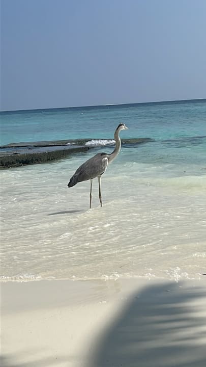 Strand Adaaran Club Rannalhi - All Inclusive