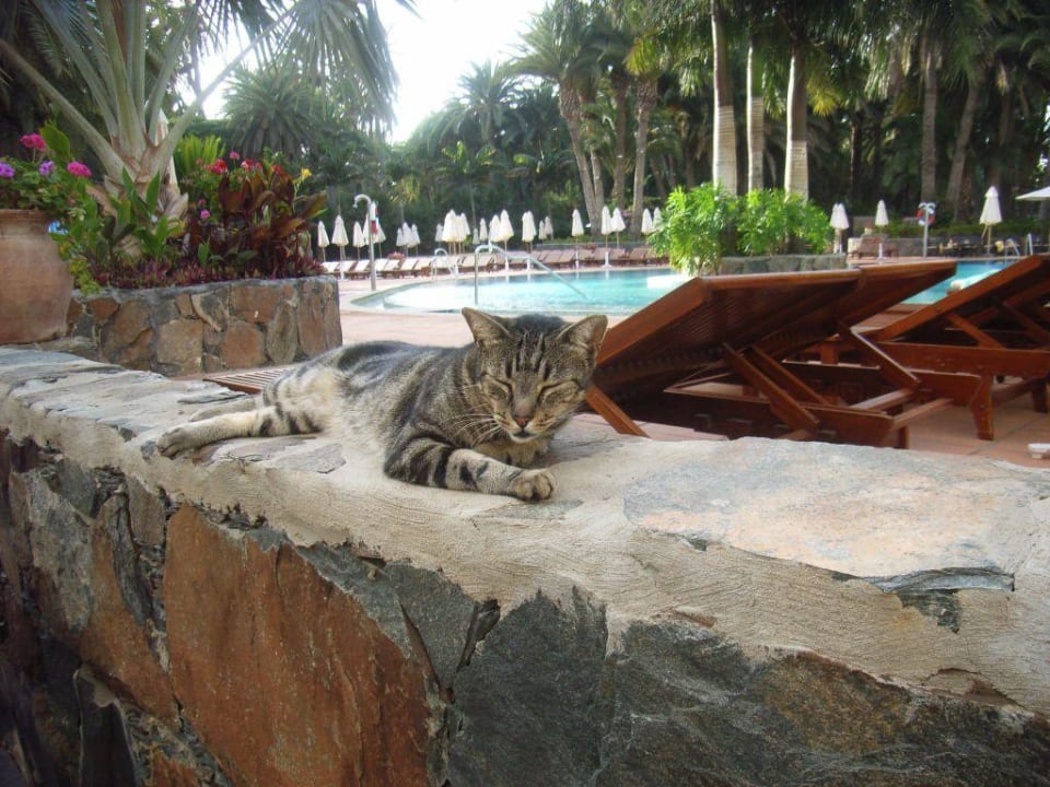 Hotelhaustier Seaside Hotel Palm Beach