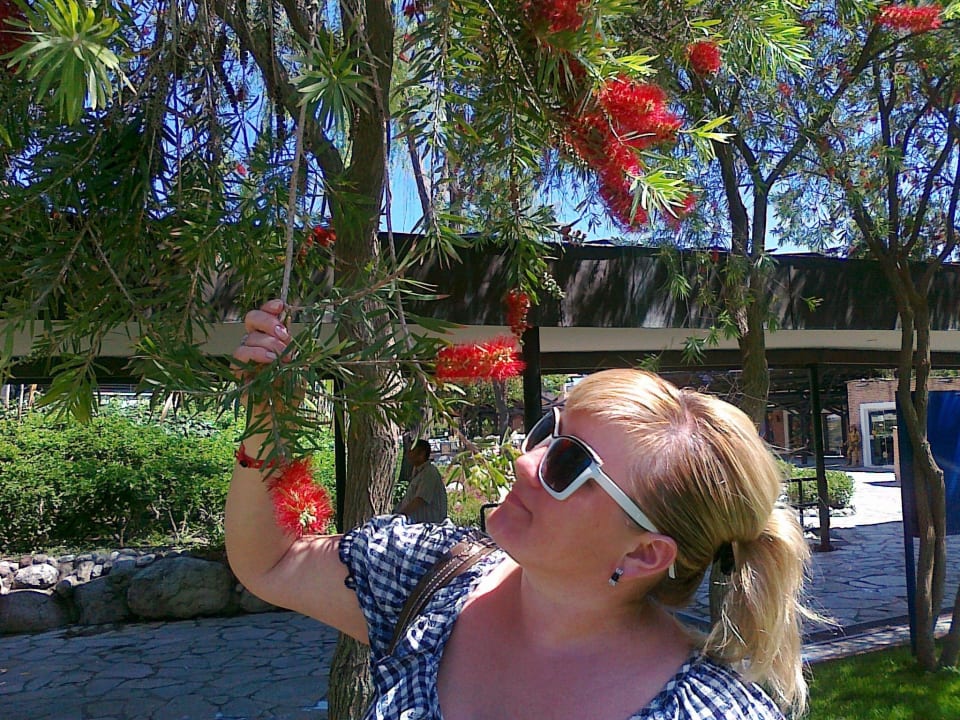 Цветущее дерево Limak Limra Hotel & Resort