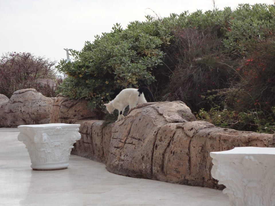 Blick aufs Grüne von der äußeren Lobby Bar Starlight Resort Hotel