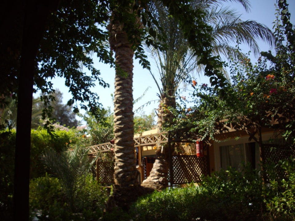 Palmen Giftun Azur Resort