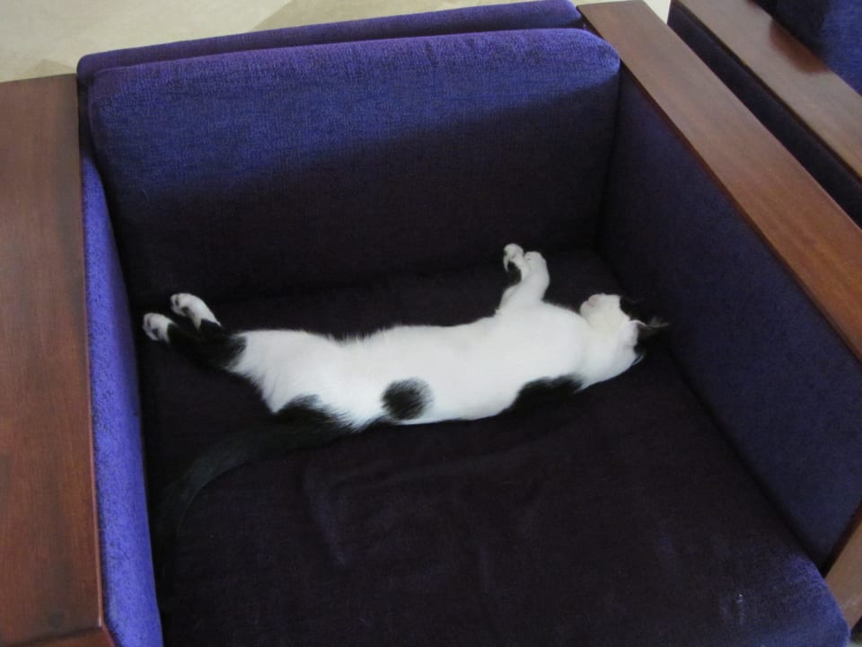 Katze in der Lobby Alassio Hotel and Thalasso