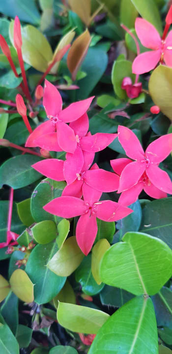 Gartenanlage Hotel Viva Dominicus Beach by Wyndham - All Inclusive Resort