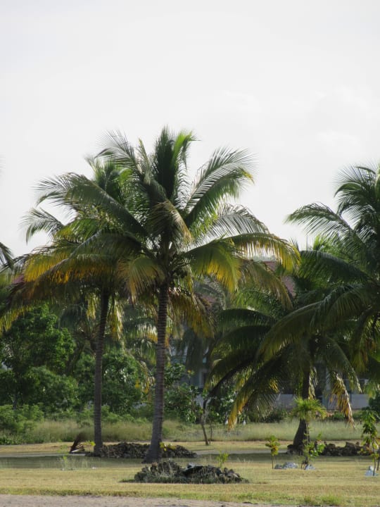 Palmen Hotel Playa Pesquero