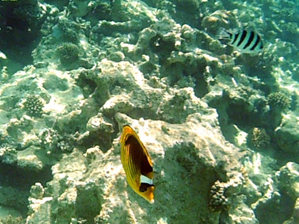 Strand Makadi Spa - Adults only