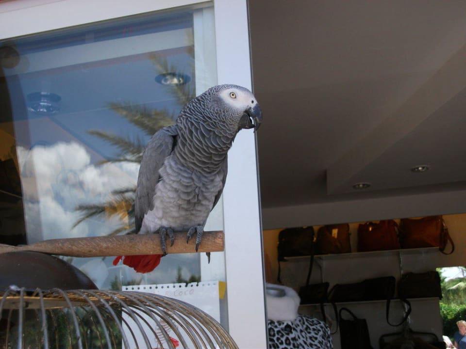 Der Papagei  Hotel Orfeus Park