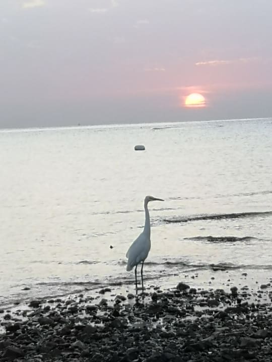 Strand Three Corners Equinox Beach Resort