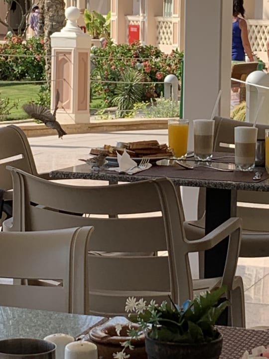 Gastro Pickalbatros Palace Resort