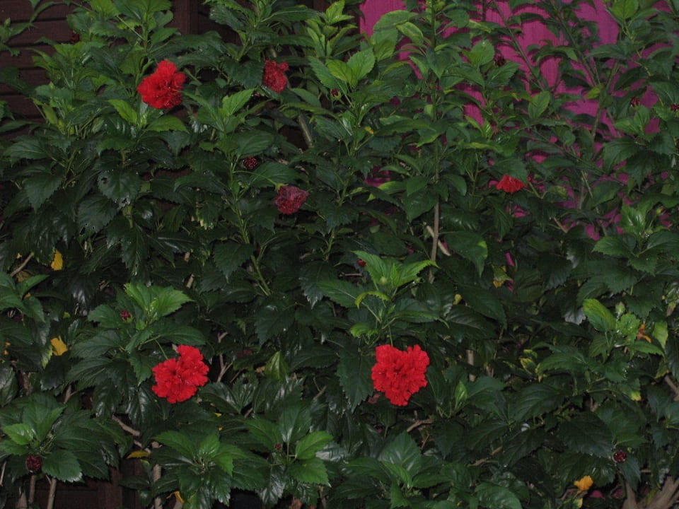 Bunte Blütenpracht Bhundhari Koh Samui