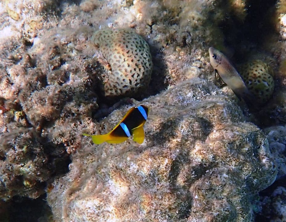 Sport & Freizeit Stella Beach Resort & Spa Makadi Bay