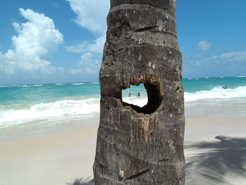 Lieblingspalme Hotel Riu Bambu
