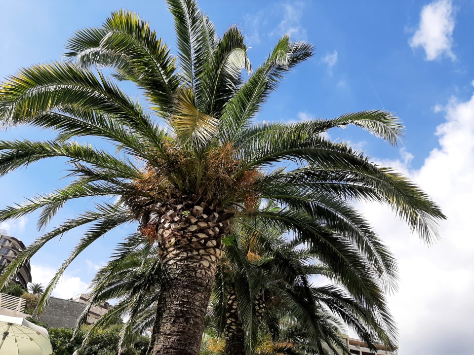 Gartenanlage Iberostar Waves Bellevue