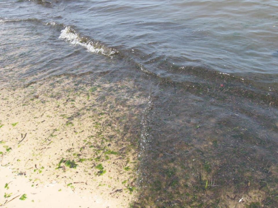 Wasser voll Algen Hotel El Mouradi Skanes Beach