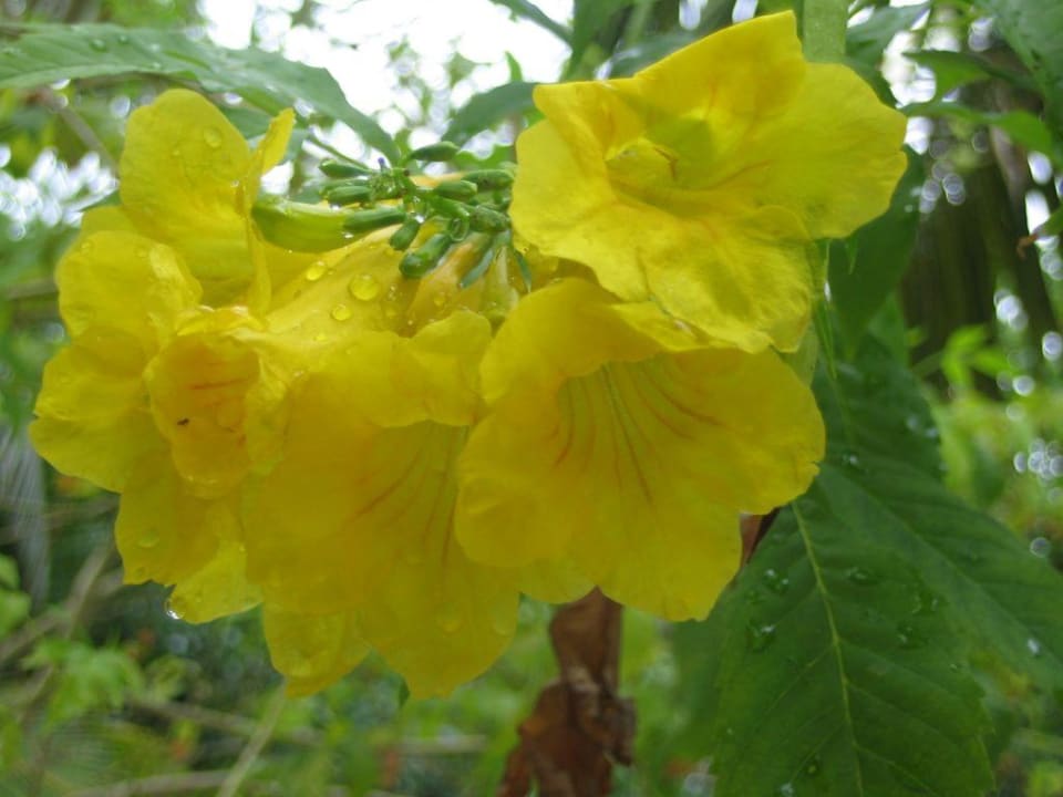 Blume Kuramathi Maldives