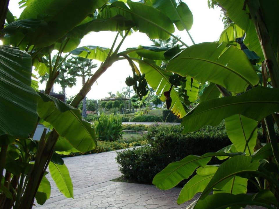 Bananenpflanzen in der Anlage Hotel Miracle Resort