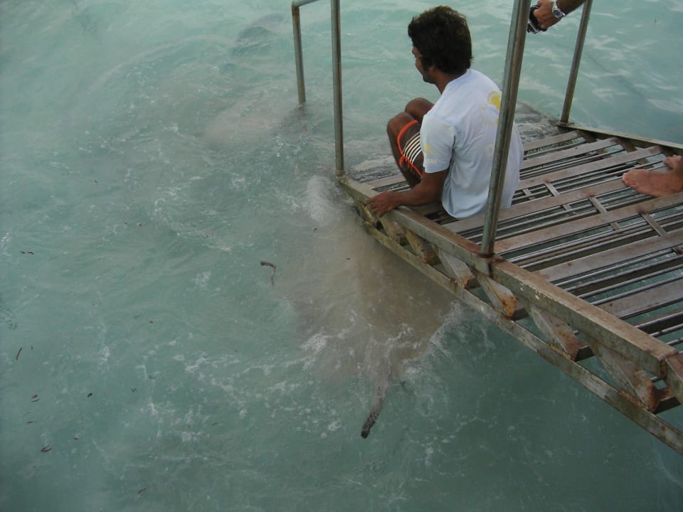 Fütterrung der Rochen täglich16.30 Cinnamon Hakuraa Huraa Maldives