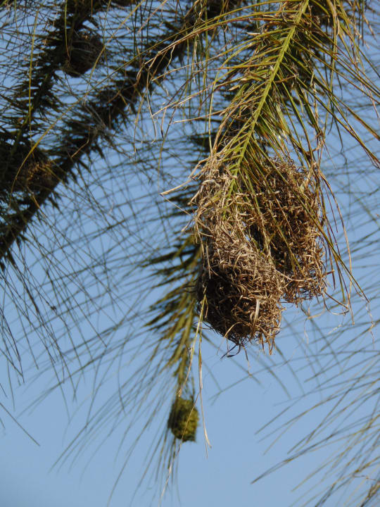 Gartenanlage Sofitel Malabo Sipopo Le Golf
