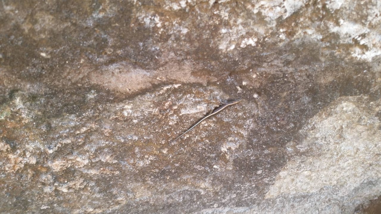 Hotel Baobab Beach Resort Baobab Beach Resort & Spa