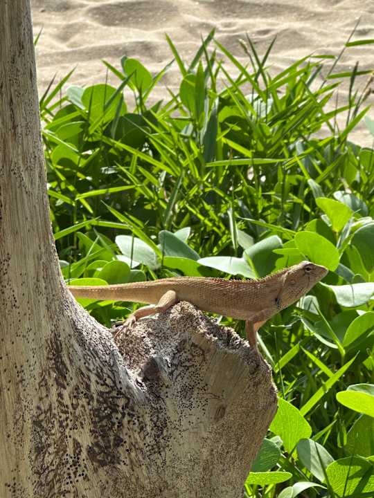 Strand Hotel Pimalai Resort & Spa