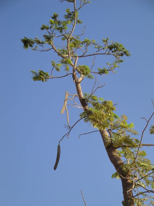 Baum Pickalbatros Citadel Resort