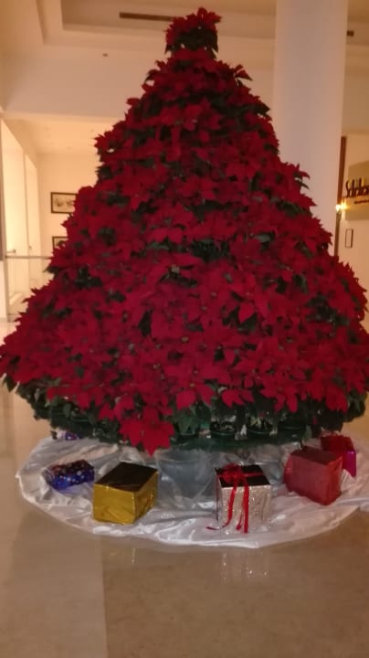 Sonstiges Cleopatra Luxury Resort Makadi Bay