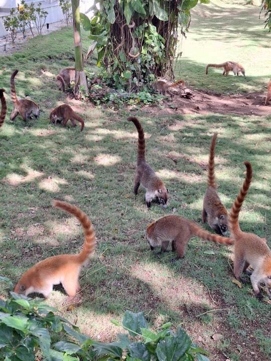 Gartenanlage Hotel Riu Tequila