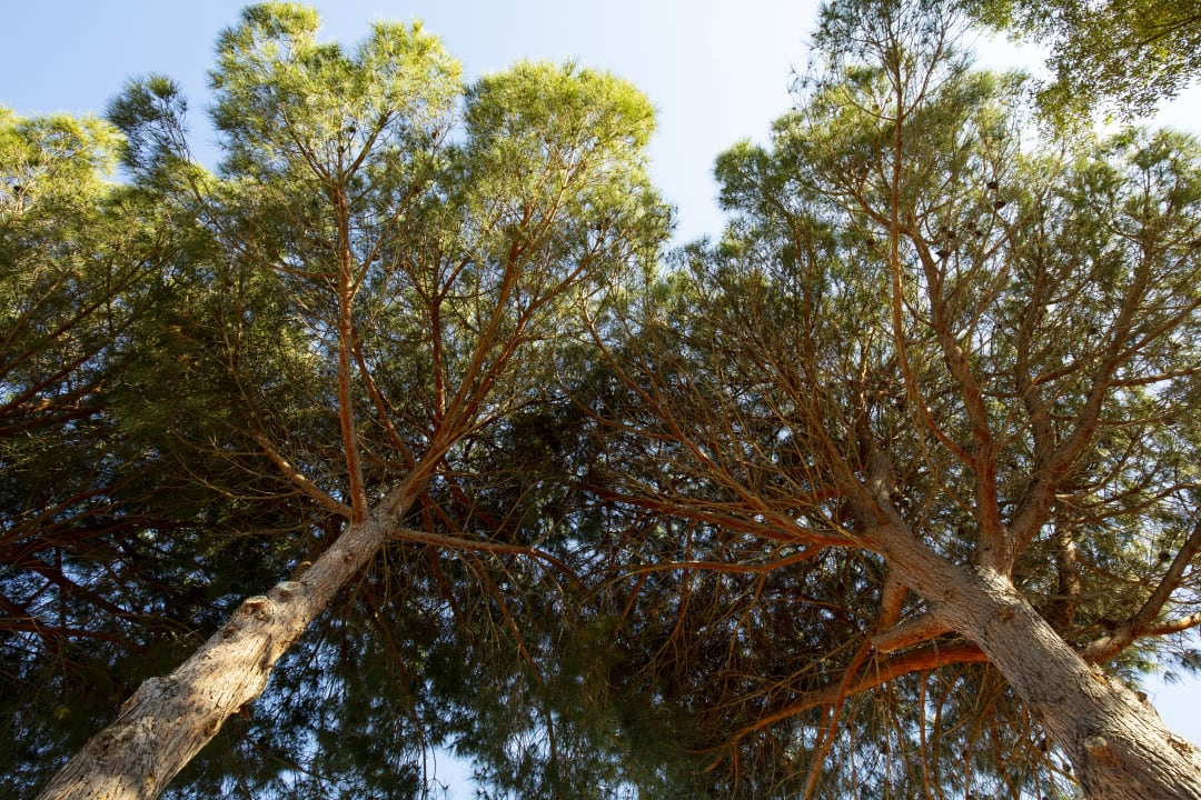 Gartenanlage Park Hotel Porto Istana
