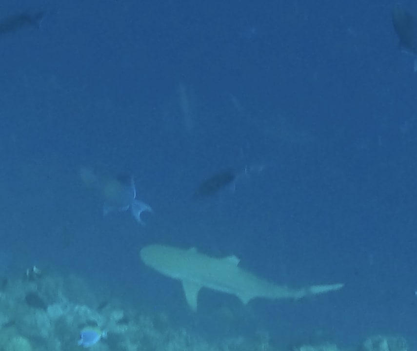 Strand Veligandu Maldives Resort Island