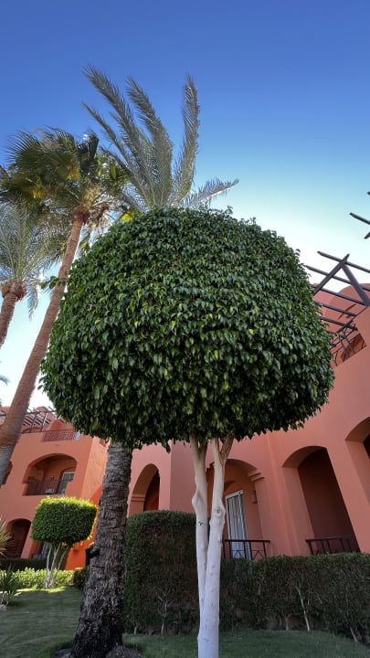 Gartenanlage Jaz Makadi Oasis Resort