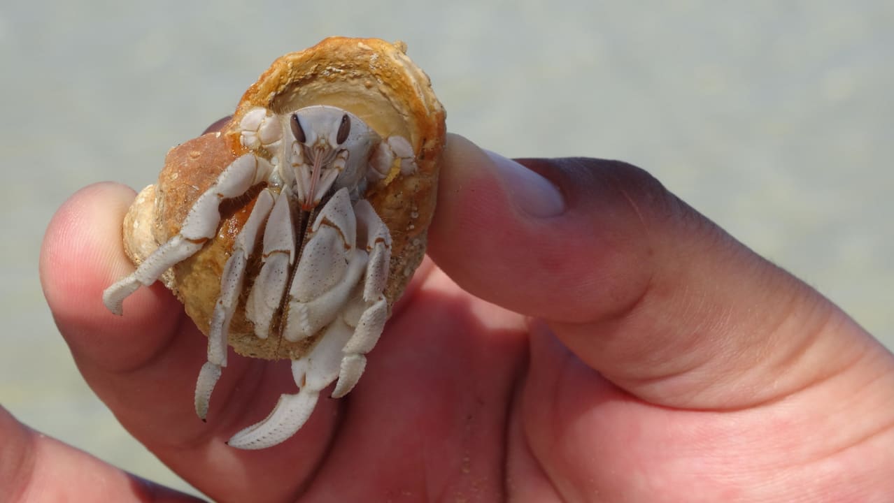 Krabik pustelniczek :) Bliss Nada Beach Resort