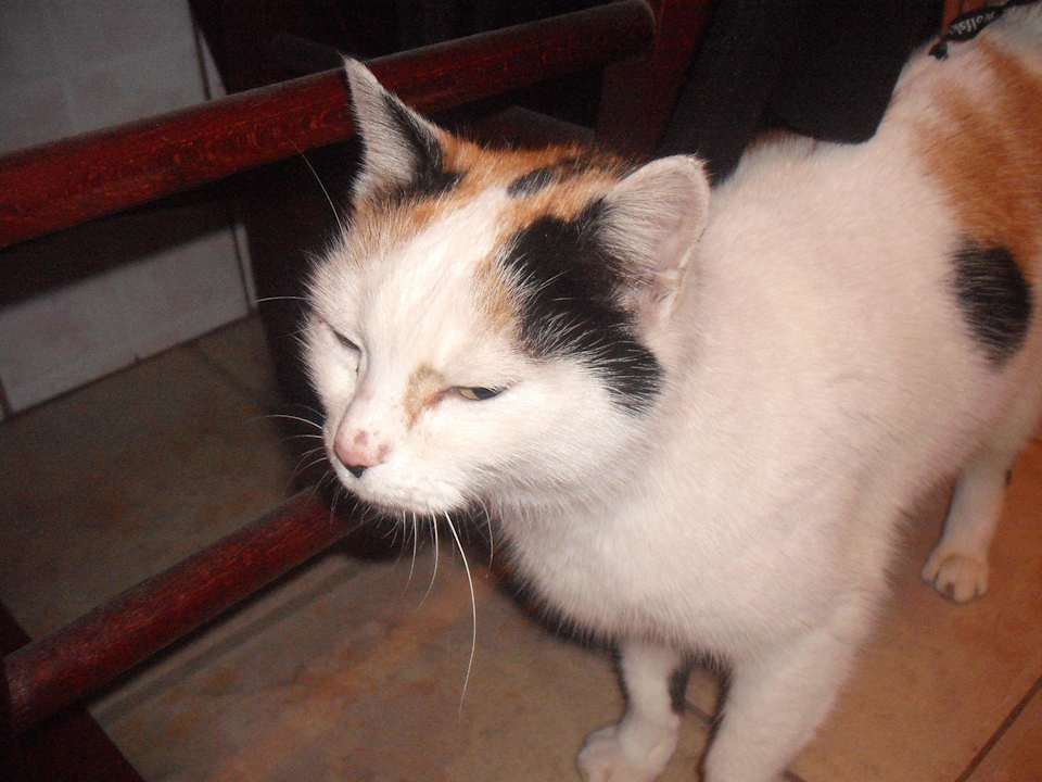 Hauskatze Amariswisheshotel