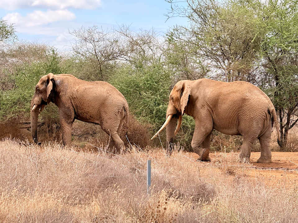 Ausblick Tulia Amboseli Safari Camp
