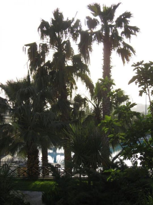 Blick aus dem Zimmer Richtung Pool Alba Resort Hotel