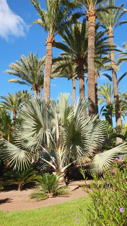 Gartenanlage Hotel Riu Palace Oasis