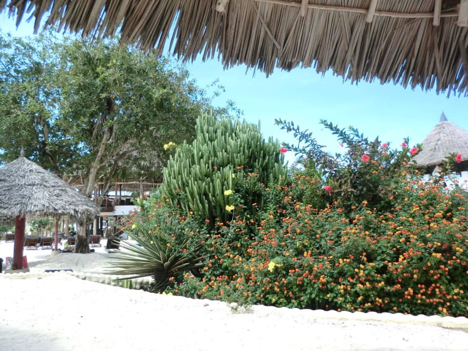 Am Pool unweit des Strandes Royal Zanzibar Beach Resort